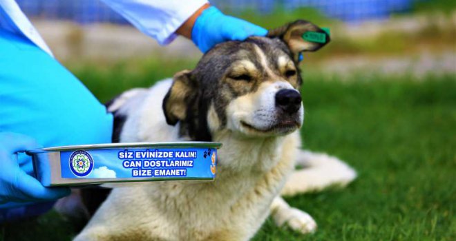 Büyükşehir can dostlar için 5 bin 268 kilogram mama üretti