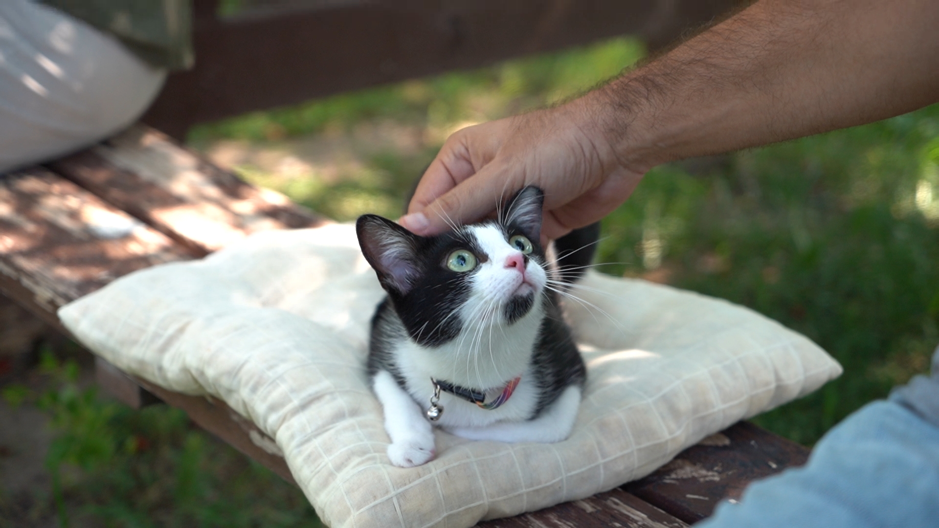Sokak hayvanı sahiplenenler mutlu