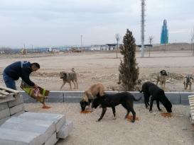 Manisa Büyükşehir Belediyesi, muhtelif noktalara sokak hayvanları için mama bıraktı.