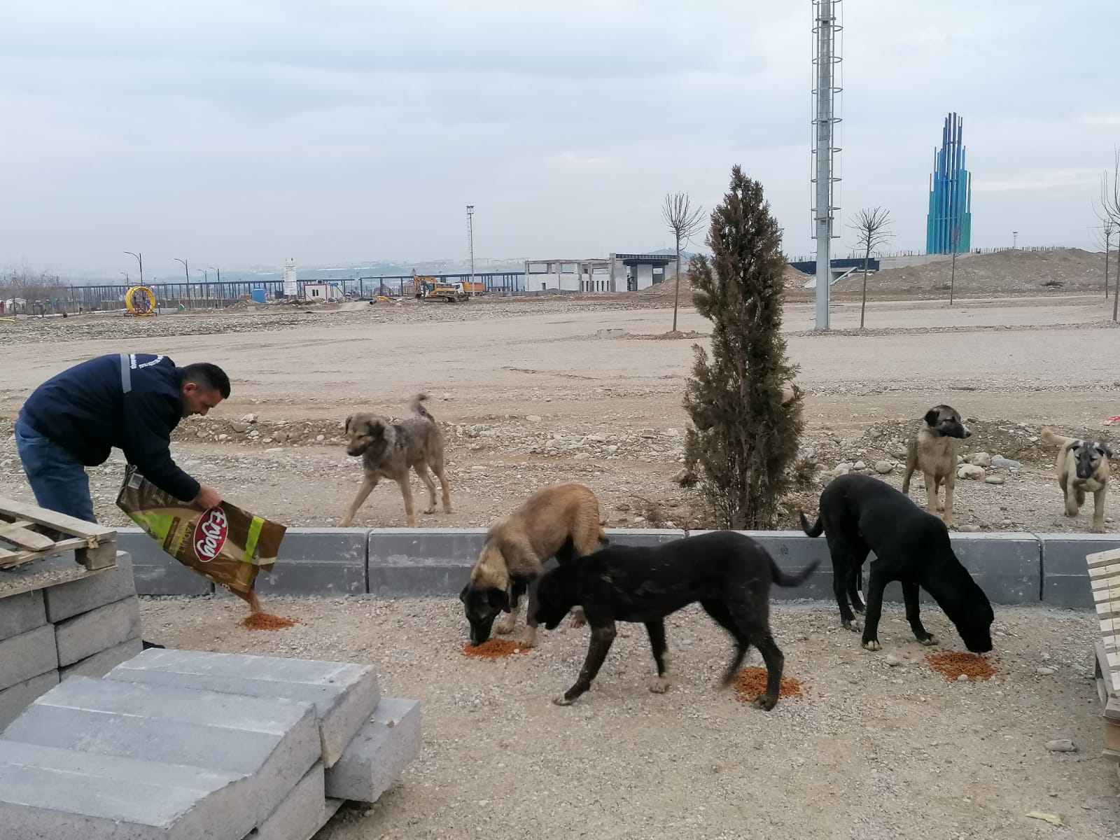 Deprem Bölgesindeki Can Dostlarımız İçin Mama Bırakılıyor (6)