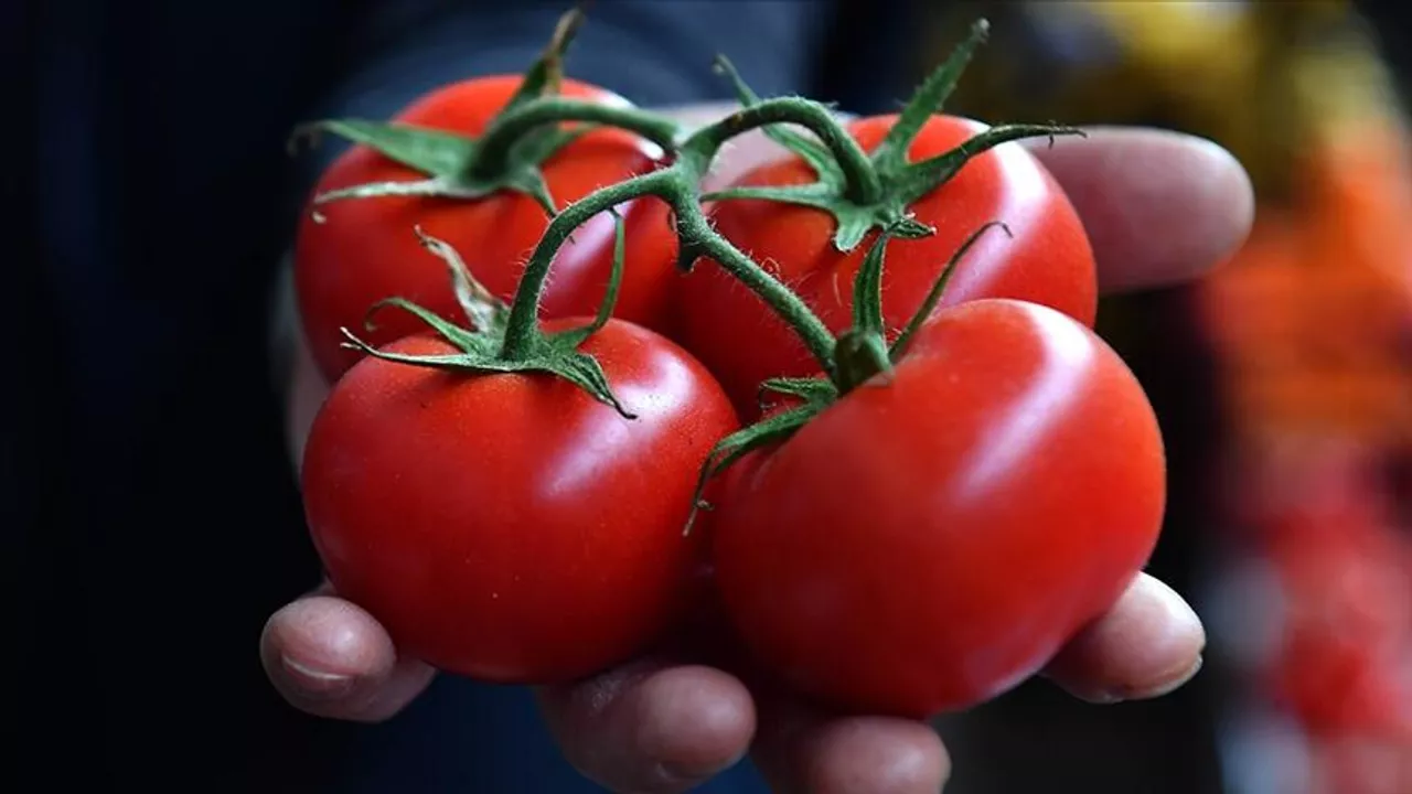 Rusya, Türkiye’den domates ithalatı kotasını yükseltti