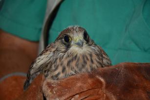 Kerkenez, Tarsus Doğa Parkı’nda koruma altına alındı.
