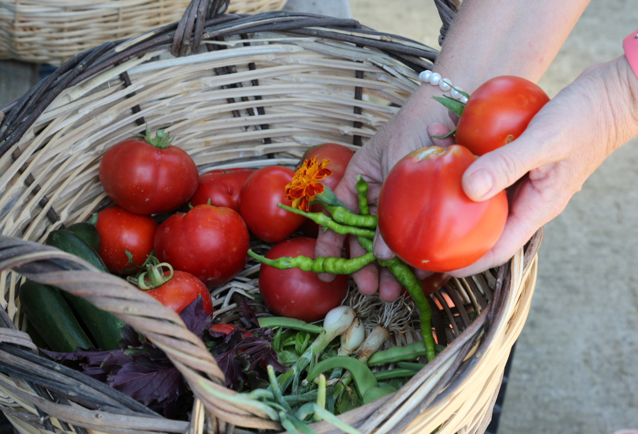 Küçükçekmece Belediyesi Hobi Bahçesi’nde hasat heyecanı yaşanıyor
