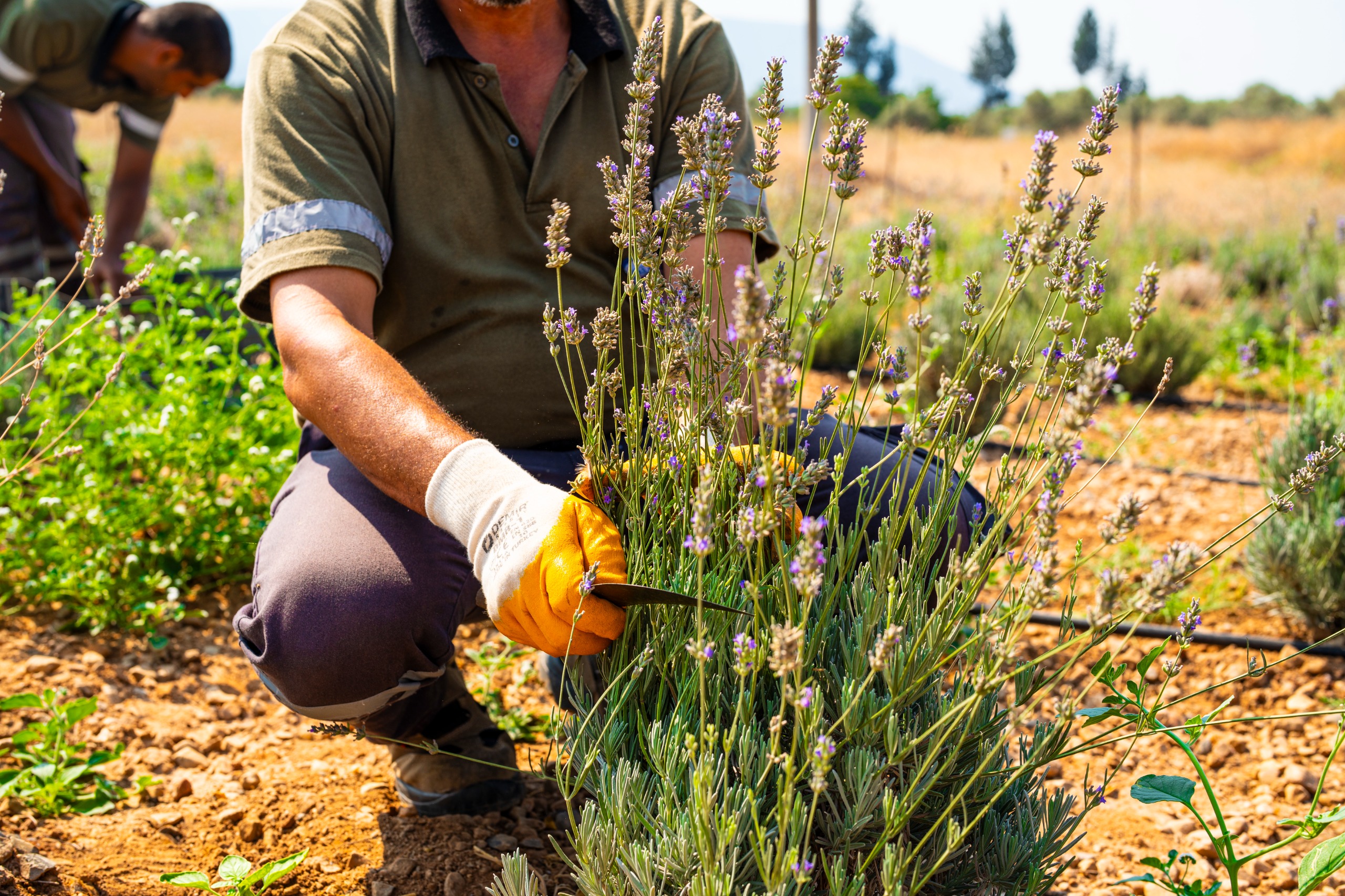 Dikimi yapılan lavanta fidelerinin ilk hasat gerçekleştirildi.